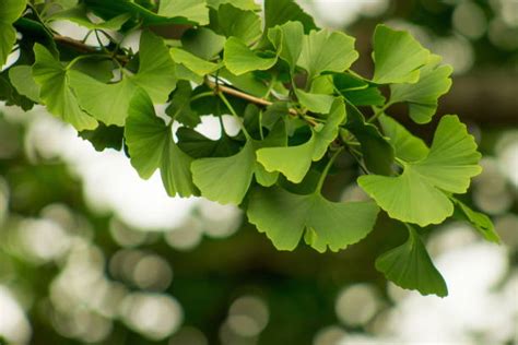 Ginkgophyta Stock Photos, Pictures & Royalty-Free Images - iStock