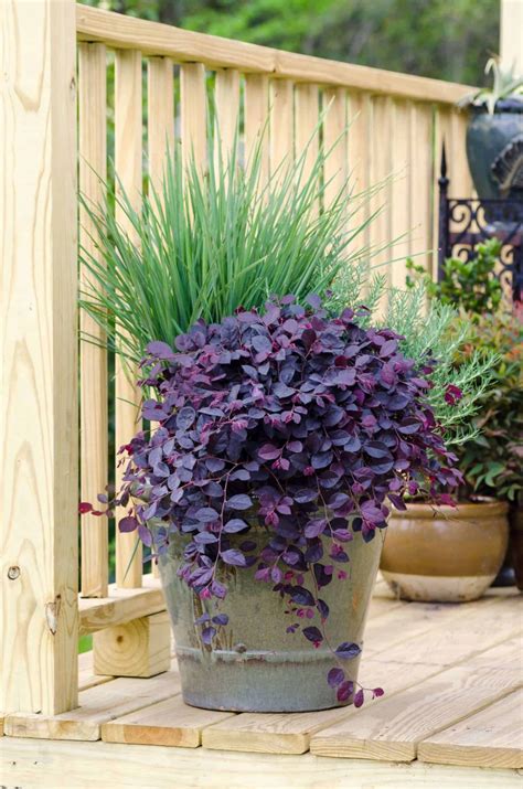 Purple Pixie Loropetalum | PlantAddicts.com