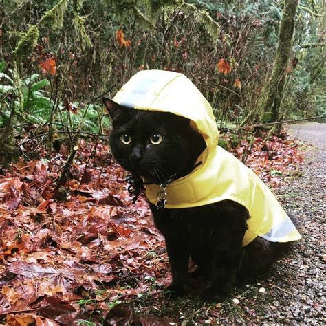 PsBattle: Cat in raincoat : photoshopbattles