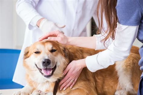 Skin Tags on Dogs: How to Identify and Treat Them | Great Pet Care