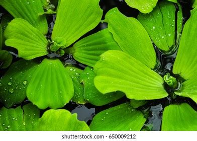 Duckweed Harvesting Royalty-Free Images, Stock Photos & Pictures | Shutterstock