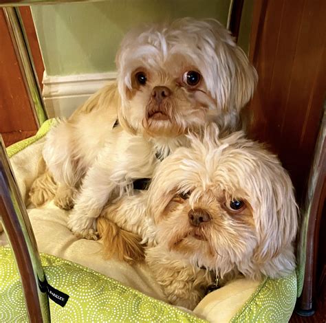 Rescued, Bonded Shih Tzu Males Ready for AdoptionShih Tzus & Furbabies