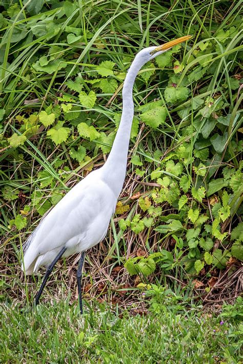 Wading Birds Photograph by George Capaz - Fine Art America