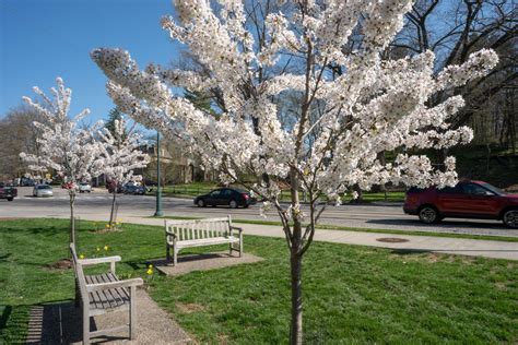 The Chestnut Hill Garden District Fund: We Flower the Avenue