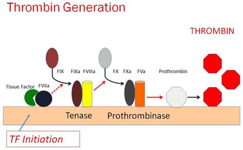 Protein C Activation Diagrams