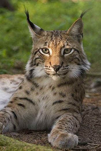 Lynx Critical Habitat Increases!