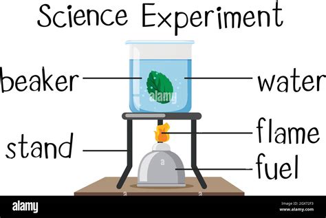 Science experiment with boiling leaf Stock Vector Image & Art - Alamy