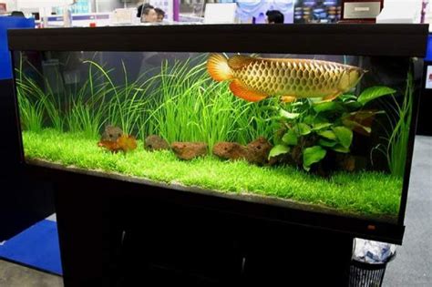 Arowana (Dragon Fish) Tank | Fish | Pinterest | Fish tanks, Tips and Dragon