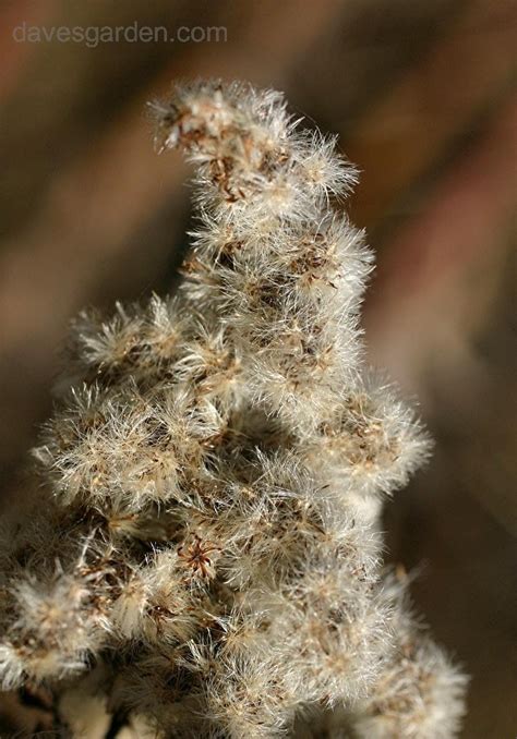 PlantFiles Pictures: Solidago Species, Canada Goldenrod, Giant Goldenrod, Tall Goldenrod ...