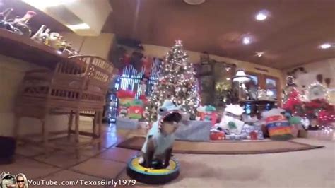 Cat in a Shark Costume Rides Around on a Roomba at His Grandma's House ...