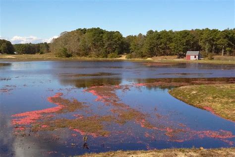 Cranberry Field Being Flooded. | So after a faily long absen… | Flickr