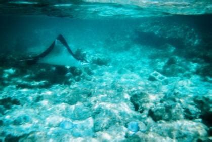 Snorkeling In Cococay: Everything You Need To Know – DesertDivers