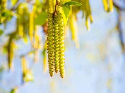 Birch Tree Pollen - BergerHenry ENT Specialty Group