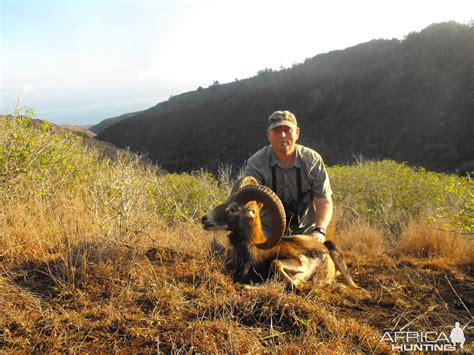 Mouflon sheep Hawaii | AfricaHunting.com