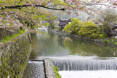 Cherry Blossoms in Kyoto: When & Where to See Sakura in 2024