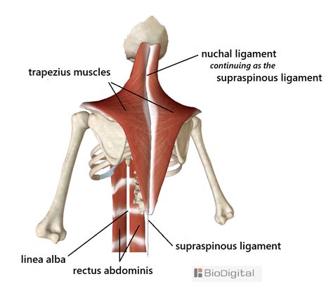 nuchal ligament supraspinous ligament