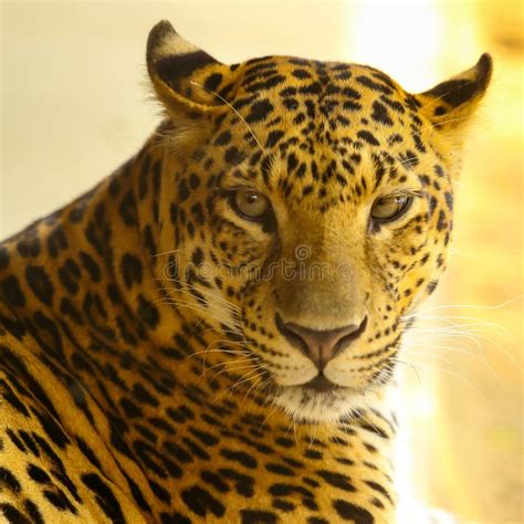 Close Up Face of Jaguar Animal Stock Photo - Image of roaring, danger ...