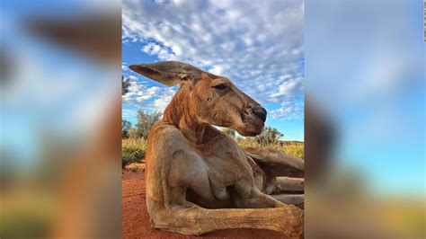 Roger the kangaroo has died at Australian sanctuary - CNN