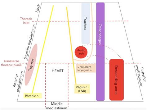 The Superior Mediastinum - Borders - Contents - TeachMeAnatomy