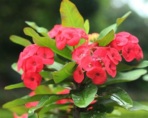 How to grow pretty-but-prickly Euphorbia | Yates