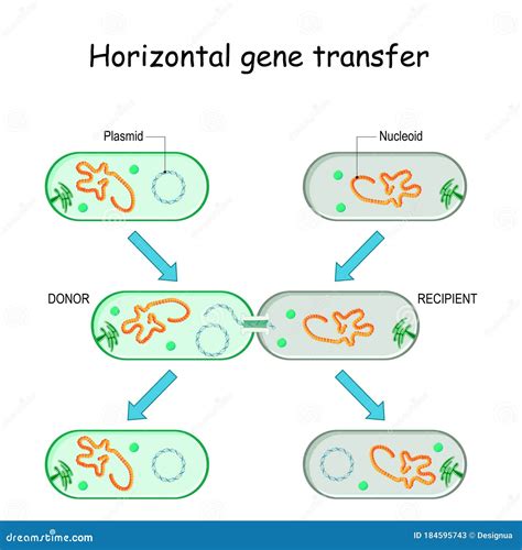 Horizontal Gene Transfer for Bacteria Stock Vector - Illustration of ...