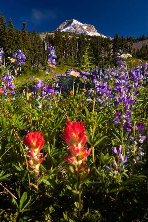 Mt. Hood Vista Ridge Wildflowers | Mount hood national forest, Wild flowers, Photo