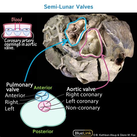 Semilunar Valve Other Name