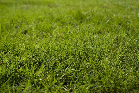 Sod vs Seed: What is the Best Way to get a Green Lawn this Spring?