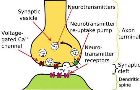 Main actors of a chemical synapse. The arrival of an action potential ...