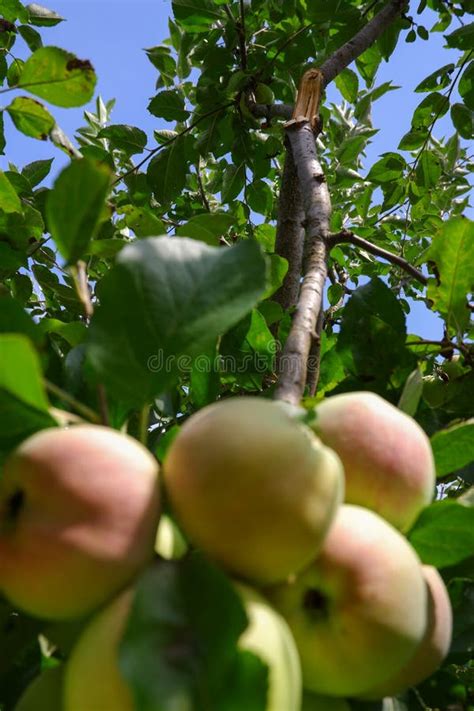 Gardening. a Branch of an Apple Tree Broken Off with a Many of Fruits ...