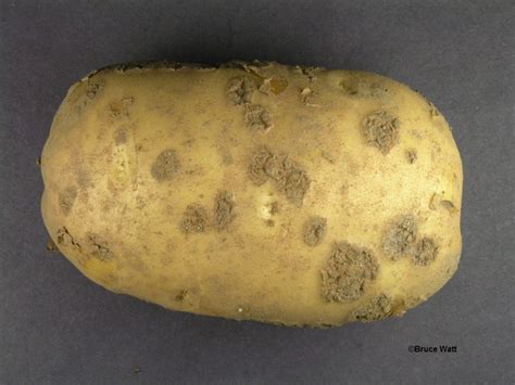 Potato - Common Scab - Cooperative Extension: Insect Pests, Ticks and Plant Diseases ...