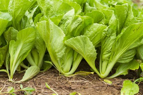 Mustard Greens Nutrition Facts, Benefits, and Recipes