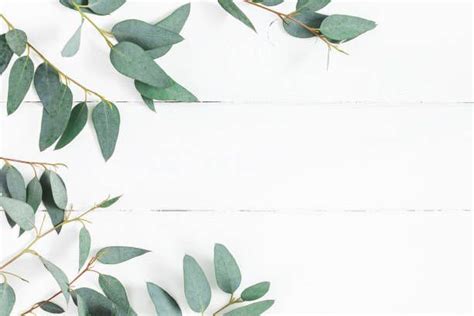 Eucalyptus leaves on white background. Frame made of eucalyptus... | Leaf background, White ...