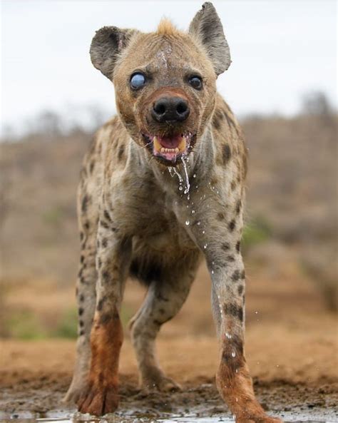 This old half-blind hyena | Wildlife animals, Animals wild, Animals ...