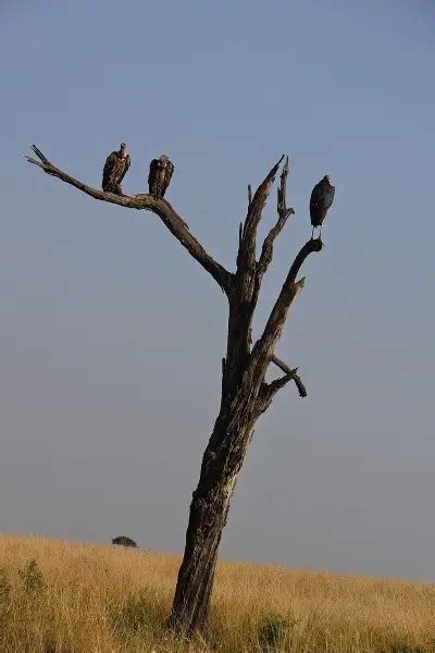 Rüppell's Vulture - Facts, Diet, Habitat & Pictures on Animalia.bio