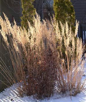 Korean Feather Reed Grass - winter | Home - Outdoor | Feather reed grass, Shade plants, Grass