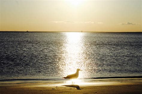 Old Silver Beach Sunset - Cape Cod Wave