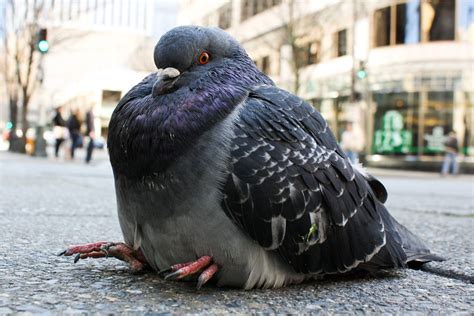 What Obese People Can Learn from Pigeons | Cute pigeon, Pigeon funny, Fat animals