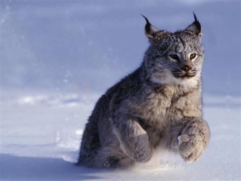 'Canada Lynx (Lynx CanadensIs) Running Through Snow' Photographic Print ...