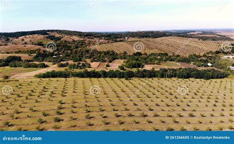 Farm, Fields of Walnut Plantations. Rows of Healthy Walnut Trees in a Rural Plantation with ...