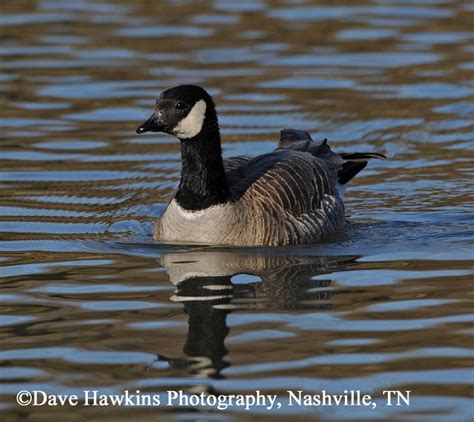 Tennessee Watchable Wildlife | Cackling Goose - Habitat: WATER