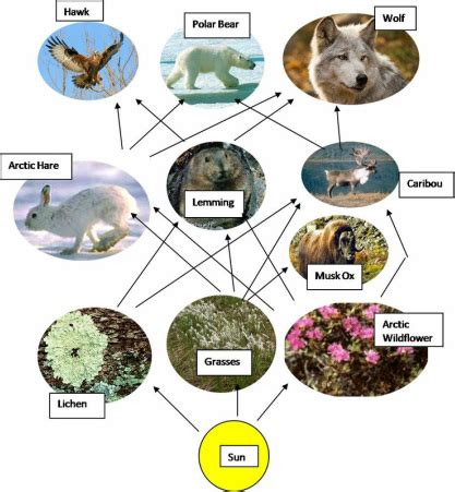 Animals & Plants - Polar Biome