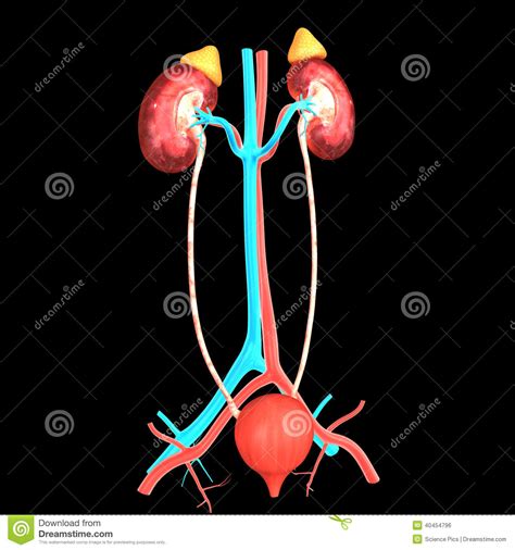 Excretion stock illustration. Illustration of bladder - 40454796