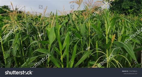 1,471 Maize Africa Images, Stock Photos & Vectors | Shutterstock