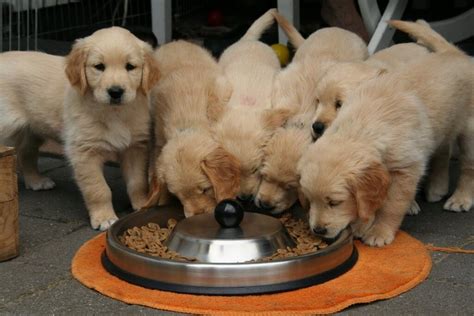 The Best Food for Your Golden Retriever Puppy - PetsUpdate