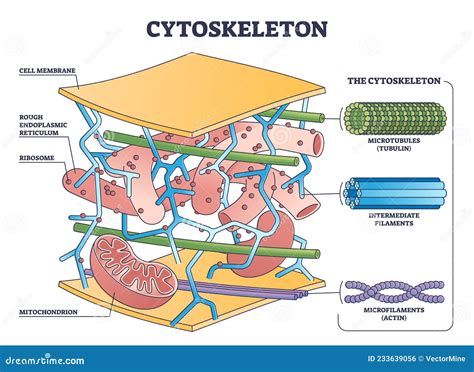 cytoskeleton structure as complex protein filaments network outline ...