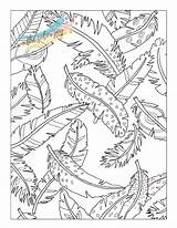Large Indian Feather Coloring Page Pages sketch template
