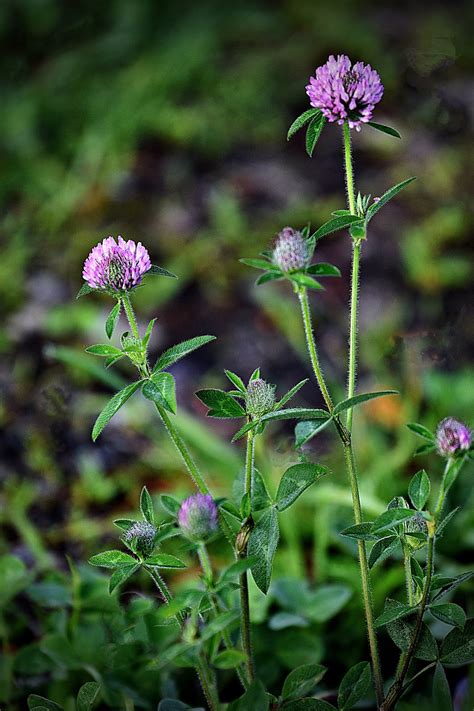 Den'sphotogallery: New hampshire Wildflowers In F-2.8