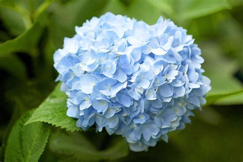 How to Get More Hydrangea Flowers | Better Homes & Gardens