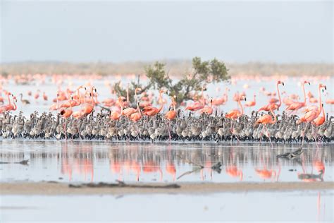 The Bahamas Are Filled With Flamingos Once Again | Audubon